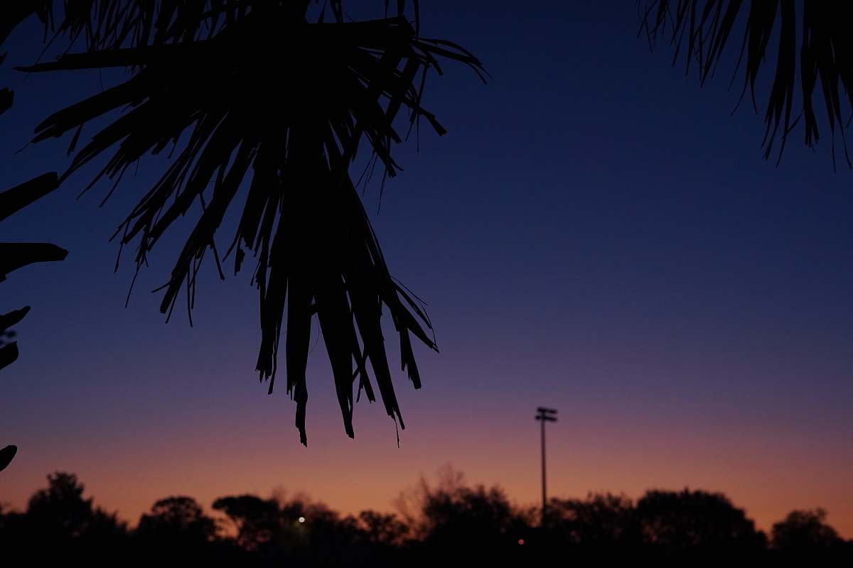 palm tree silhouette of trees during golden hour plant